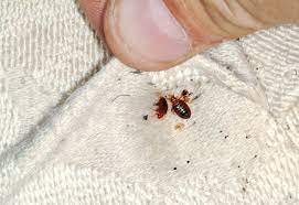 Tips For Hiring a Bed Bug Exterminator